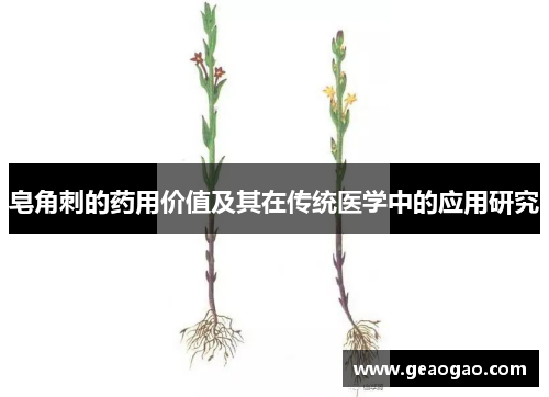 皂角刺的药用价值及其在传统医学中的应用研究