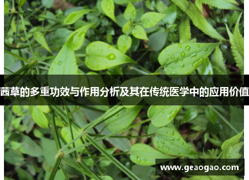 茜草的多重功效与作用分析及其在传统医学中的应用价值